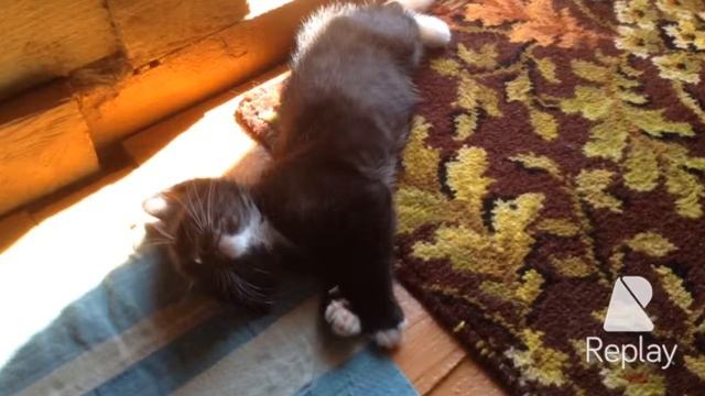 Мой котёнок Мурзик смотреть онлайн