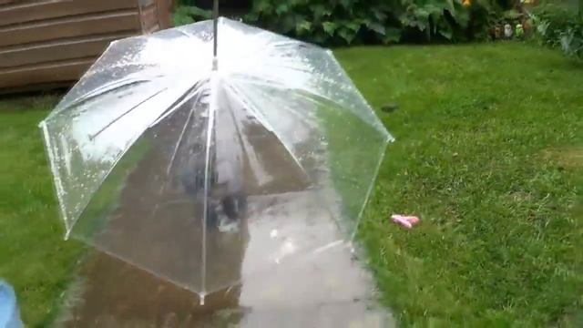 Зонтик для собак от дождя и солнца смотреть онлайн