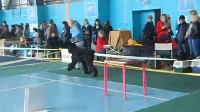 РЧТ Арабский Шейх, САС в Воронеже, 12.04.2014 смотреть онлайн