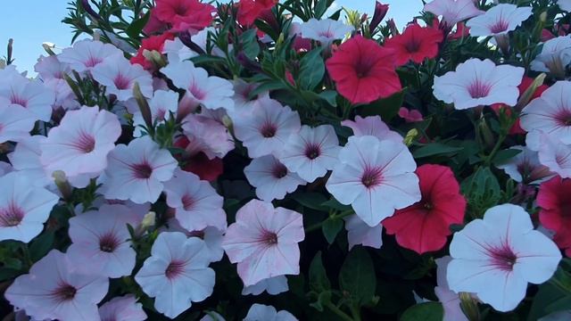 Петуния Виста на балконе.