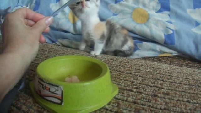 котенок манчкин Munchkin ест мясо.the kitten Munchkin eats meat смотреть онлайн