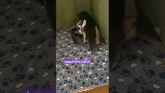Аляскинский кли кай-мини хаски . Щенки . Бутусики подрастают ? смотреть онлайн