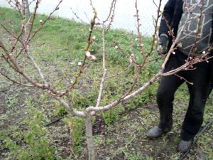 Обрезка персика