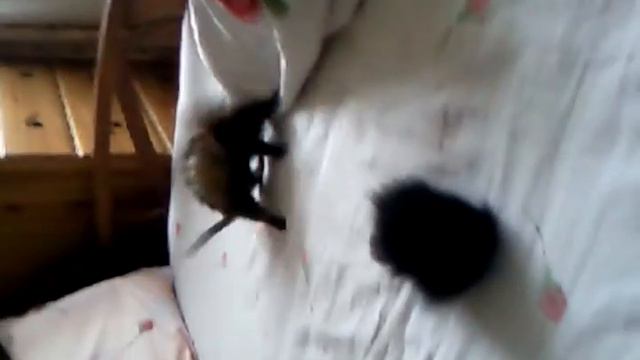 Хоря прыгает по кровати.mp4 смотреть онлайн