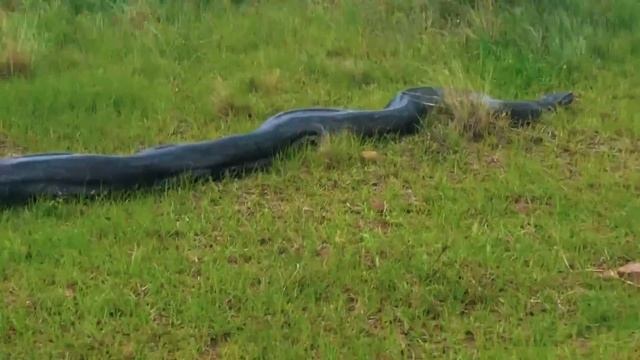 10 Biggest Snakes Ever Caught On Camera смотреть онлайн