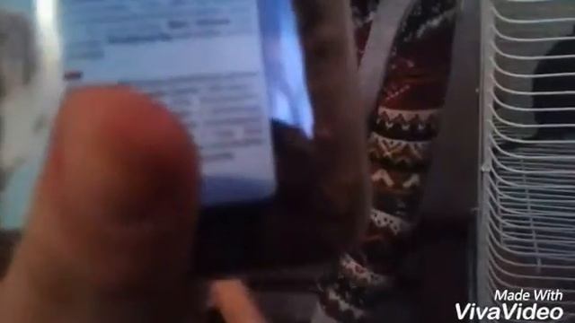 Мой питомец...Чилийская белка Дегу. смотреть онлайн