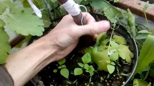 Прививка инжира - немного теории