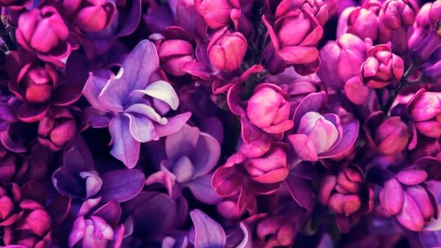 Откуда пошло выражение «а мне фиолетово»?|Этимология фразеологизма| Занимательный факт смотреть онлайн