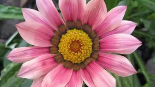 G A Z A N I A смотреть онлайн