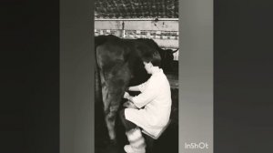 Раздаиваем корову после отела