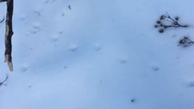 Tracking In The Winter: Identifying Animals In The Snow смотреть онлайн