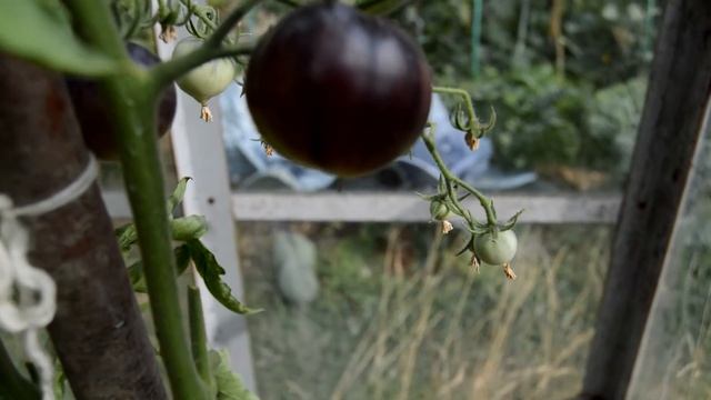 Сорт - "BLUE"("СИНИЙ"). Томаты от Фёдора смотреть онлайн