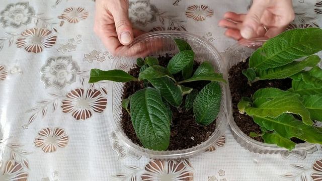 РАЗМНОЖЕНИЕ стрептокарпуса ЛИСТОМ. Укоренение листа стрептокарпуса смотреть онлайн