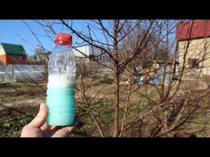 Средство выжигает всех вредителей вишни и сливы весной!  Важная обработка сливы и вишни в апреле.