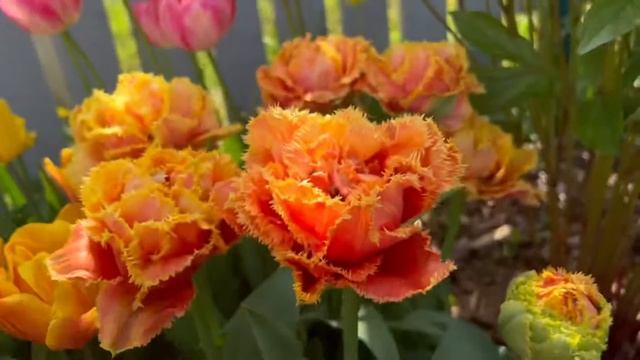 ЛУЧШИЕ СОРТА ТЮЛЬПАНОВ??ЦВЕТЕНИЕ С НАЗВАНИЯМИ СОРТОВ ?ТАК ЛИ ОНИ ХОРОШИ? / THE FLOWERING OF TULIPS смотреть онлайн