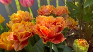 ЛУЧШИЕ СОРТА ТЮЛЬПАНОВ??ЦВЕТЕНИЕ С НАЗВАНИЯМИ СОРТОВ ?ТАК ЛИ ОНИ ХОРОШИ? / THE FLOWERING OF TULIPS