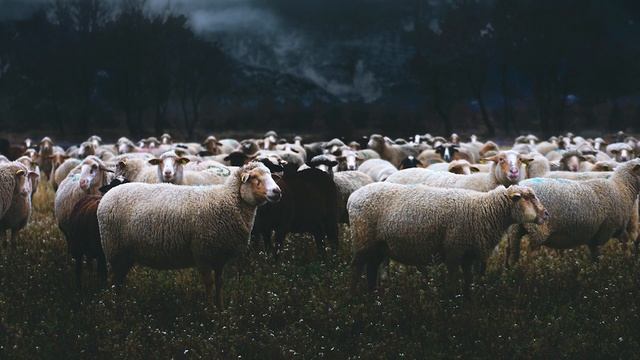Орёл и баран. Мудрая цитата от Фридриха Ницше. Подкаст №2. смотреть онлайн