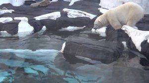 POLAR BEAR  fishing/Белый медведь ловит рыбу