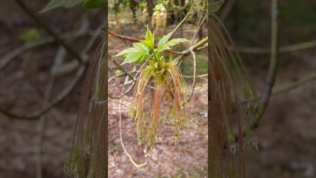 Ясень цветущий смотреть онлайн