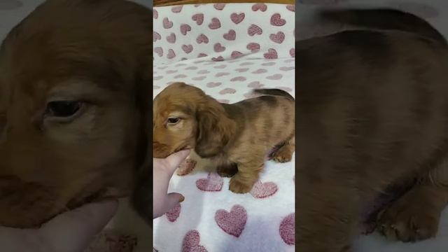 Волчик 2 месяца - щенок таксы смотреть онлайн