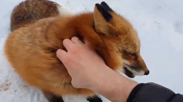 Алиса - Лиса / Прикольные Моменты с Алисой ч. 156 / Alice the Fox смотреть онлайн