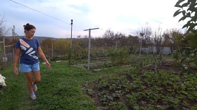 Наша индейка и немного про огород. Краснодарский край. смотреть онлайн
