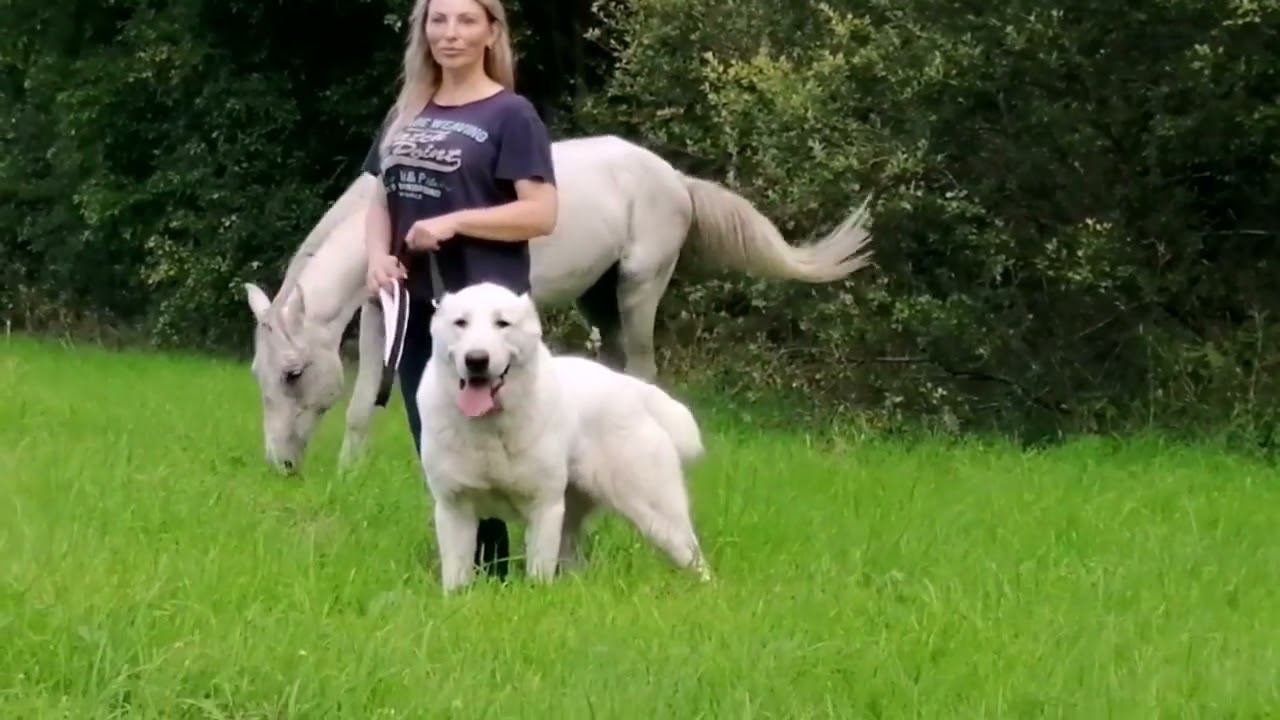 Вязка Толтек /Алтын смотреть онлайн