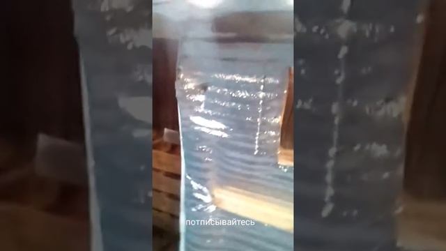 Вьетнамские поросята. Свинарник из досок. смотреть онлайн