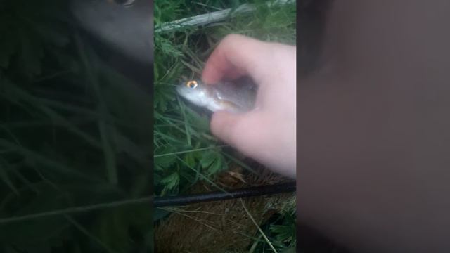 Ловля на косынки или экраны смотреть онлайн
