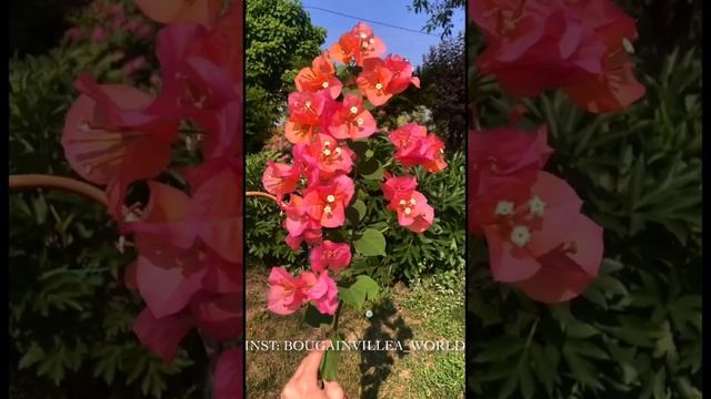 Бугенвиллия Fiesta? Мой инстаграм: Bougainvillea_world смотреть онлайн