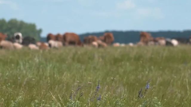 Стоит ли начинать бизнес в сельском хозяйстве? | Jas kásіpker смотреть онлайн