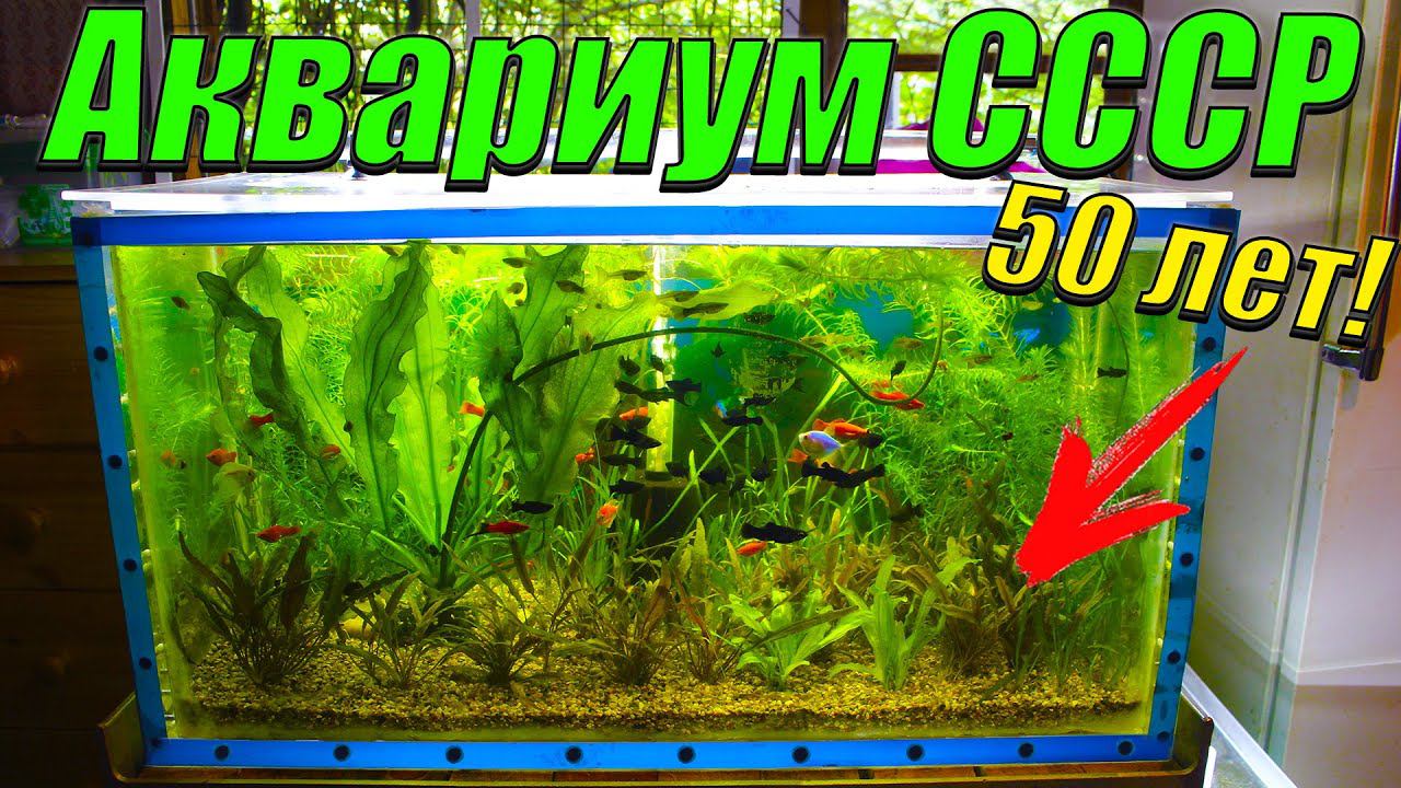 Мои аквариумы СССР, которым 50 лет! смотреть онлайн