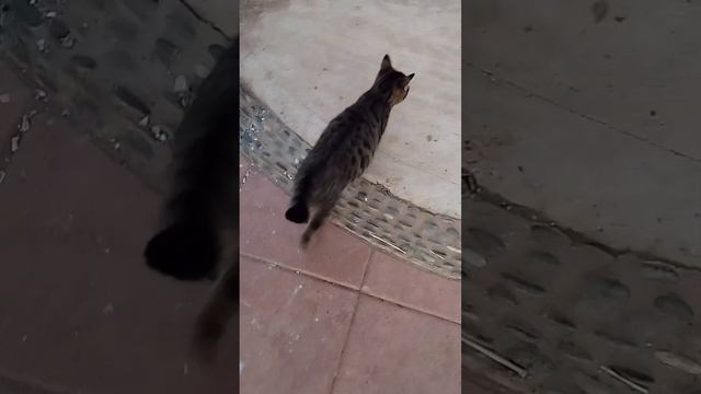 This video is better than TV series and movies! CYPRUS playing cats играющие котята на Кипре} 玩小貓 смотреть онлайн