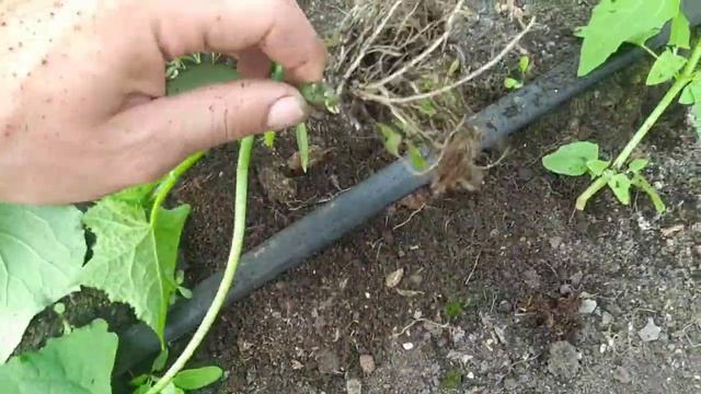 ПРОВЕРЯЕМ КАКОЙ КОРЕНЬ У ОГУРЦОВ! смотреть онлайн