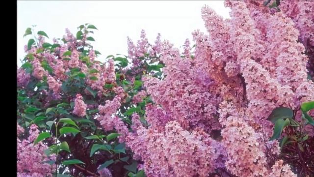 праздник весны смотреть онлайн