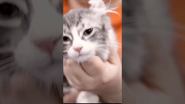 Знакомьтесь - это американский кёрл смотреть онлайн