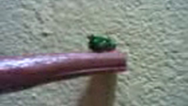 Euglossa viridissima II 10 03 09 смотреть онлайн