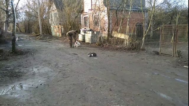 Дрессировка с котами! Алабай Герда смотреть онлайн