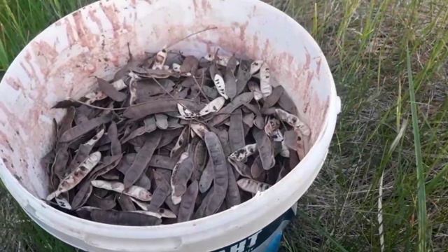 МЫ ВЫСАДИЛИ 3000 АКАЦИЙ за 30 минут смотреть онлайн