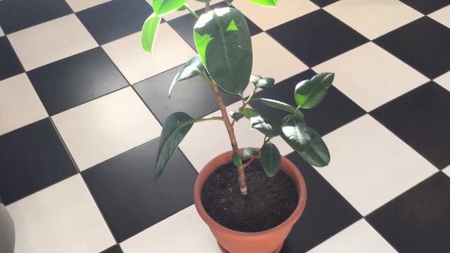 Фикус эластика выращиваем дома смотреть онлайн