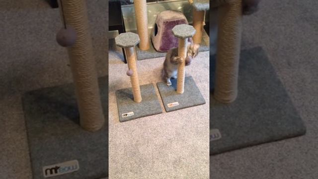 Когтеточка Meow и кошка, столбики "Весточка" смотреть онлайн