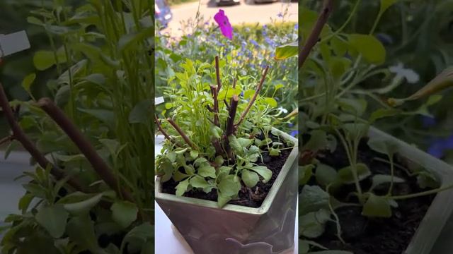 Лавр зацвёл смотреть онлайн