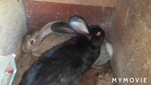 Кролиха в охоте,последний шанс/окролилась Герда их мало, но все хорошо . смотреть онлайн