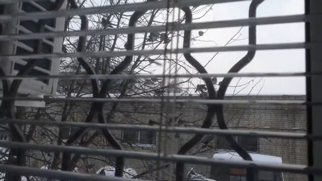 Голодные птицы едят рябину. смотреть онлайн