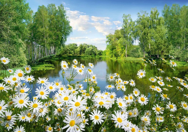 Моя любимая Россия с красивыми полевыми цветами смотреть онлайн