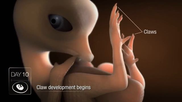 Chicken Embryo Development смотреть онлайн