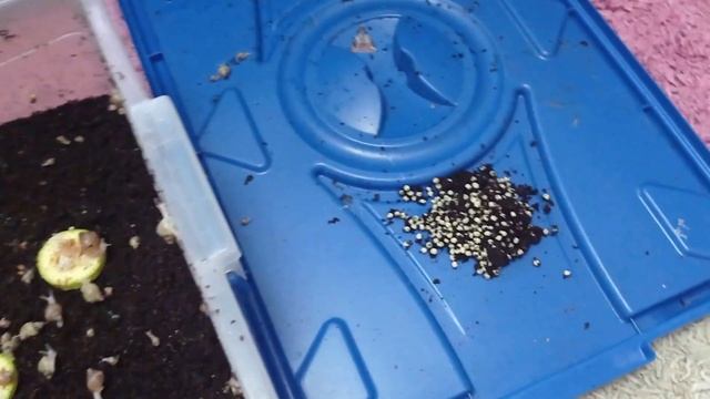 Кладка улиток. Что опять?! смотреть онлайн