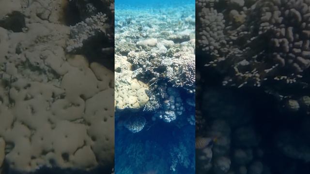 Красное море смотреть онлайн