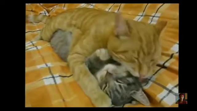 Тест на психику кто занимается тот псих смотреть онлайн