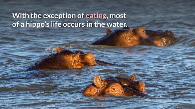 HIPPO VS RHINO смотреть онлайн